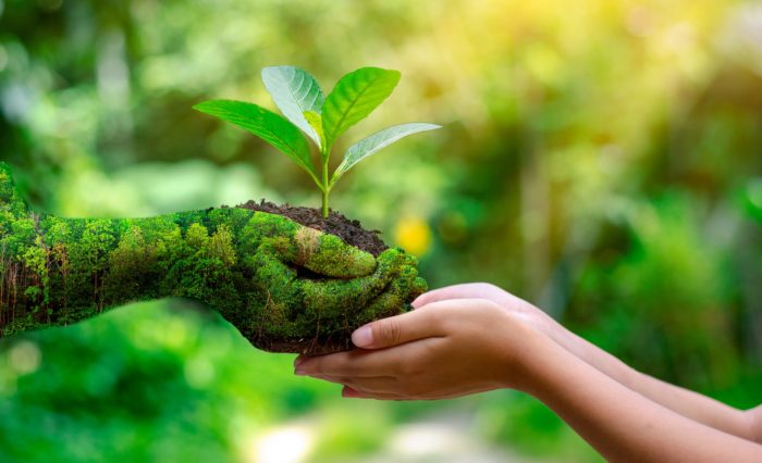 environment Earth Day In the hands of trees growing seedlings. Bokeh green Background Female hand holding tree on nature field grass Forest conservation concept