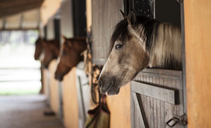 caballos1