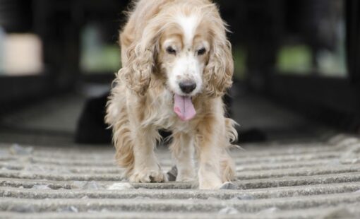 primer-plano-de-un-lindo-perro-dorado-caminando-sobre-las-vias-del-tren-cerca-de-una-locomotora-e1747063741389-1024x683