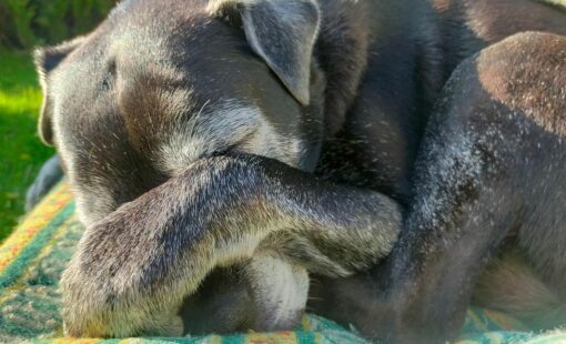 Perro-anciano-e1755791568352