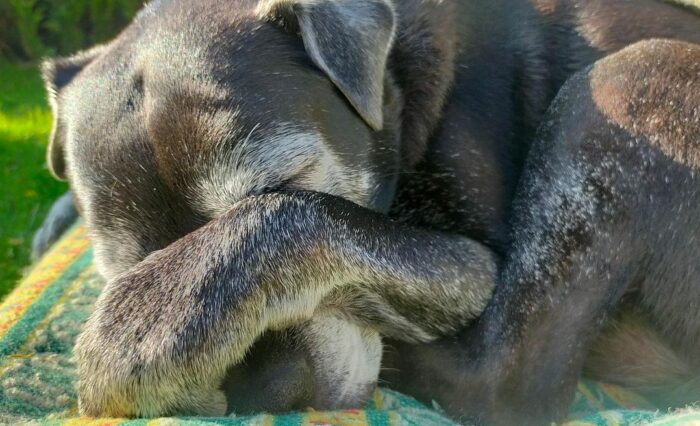 Perro-anciano-e1755791568352