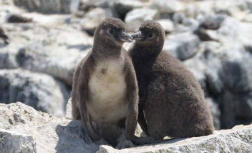 Pinguinos-hum2-e1762524222486-1024x684