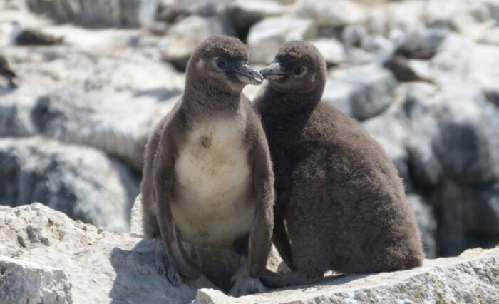 Pinguinos-hum2-e1762524222486-1024x684