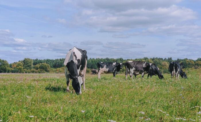 vacas-e1762872290144 Crédito: Facultad de Agronomía