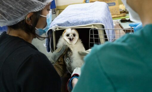 Crédito: Esteban Paredes Drake, Archivo DirCom UdeC