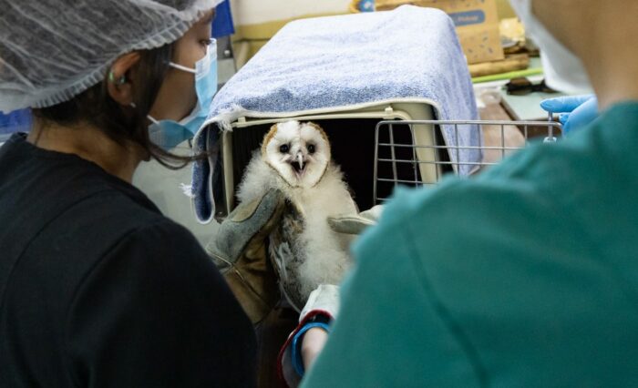 Centro-de-rehabilitacion-de-fauna-silvestre-Campus-Chillan-15-1024x683 Crédito: Esteban Paredes Drake, Archivo DirCom UdeC
