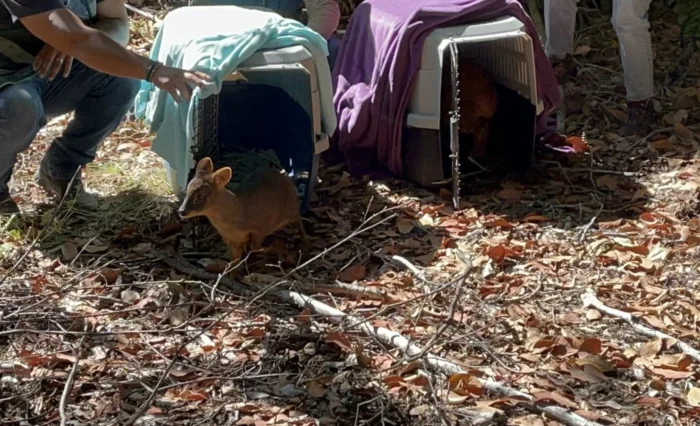 Crédito: Facultad de Ciencias Veterinarias