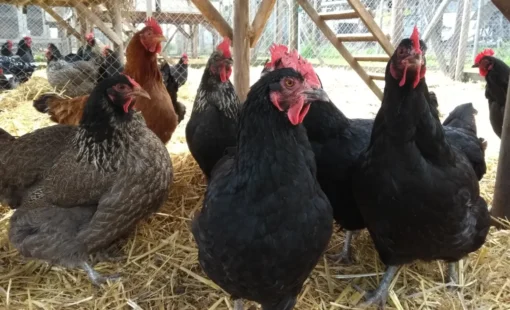 influenza1-Gallinas-e1780410019513-1536x1024