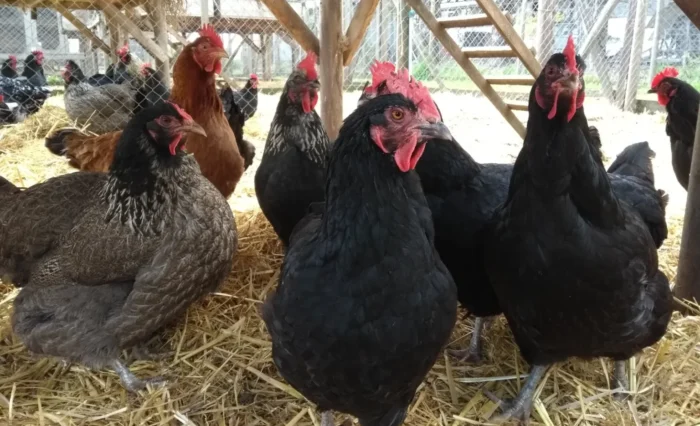 influenza1-Gallinas-e1780410019513-1536x1024